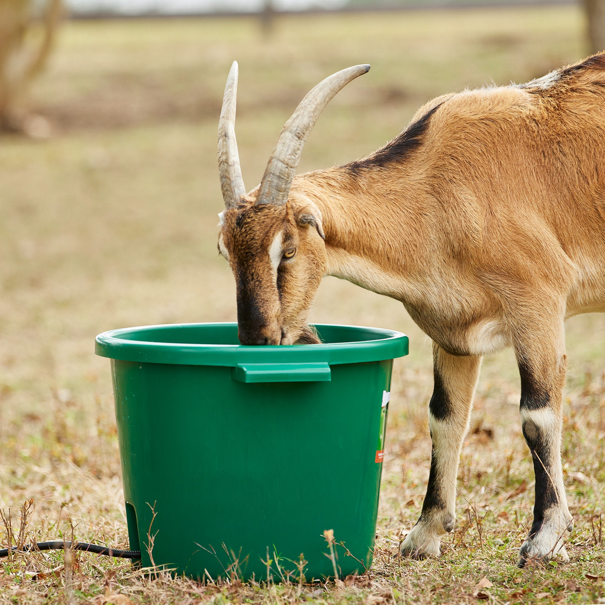 Farm Innovators Heated Bucket, Livestock Water Bowl w/Heating Element, 16 Gallon - Smart-nests