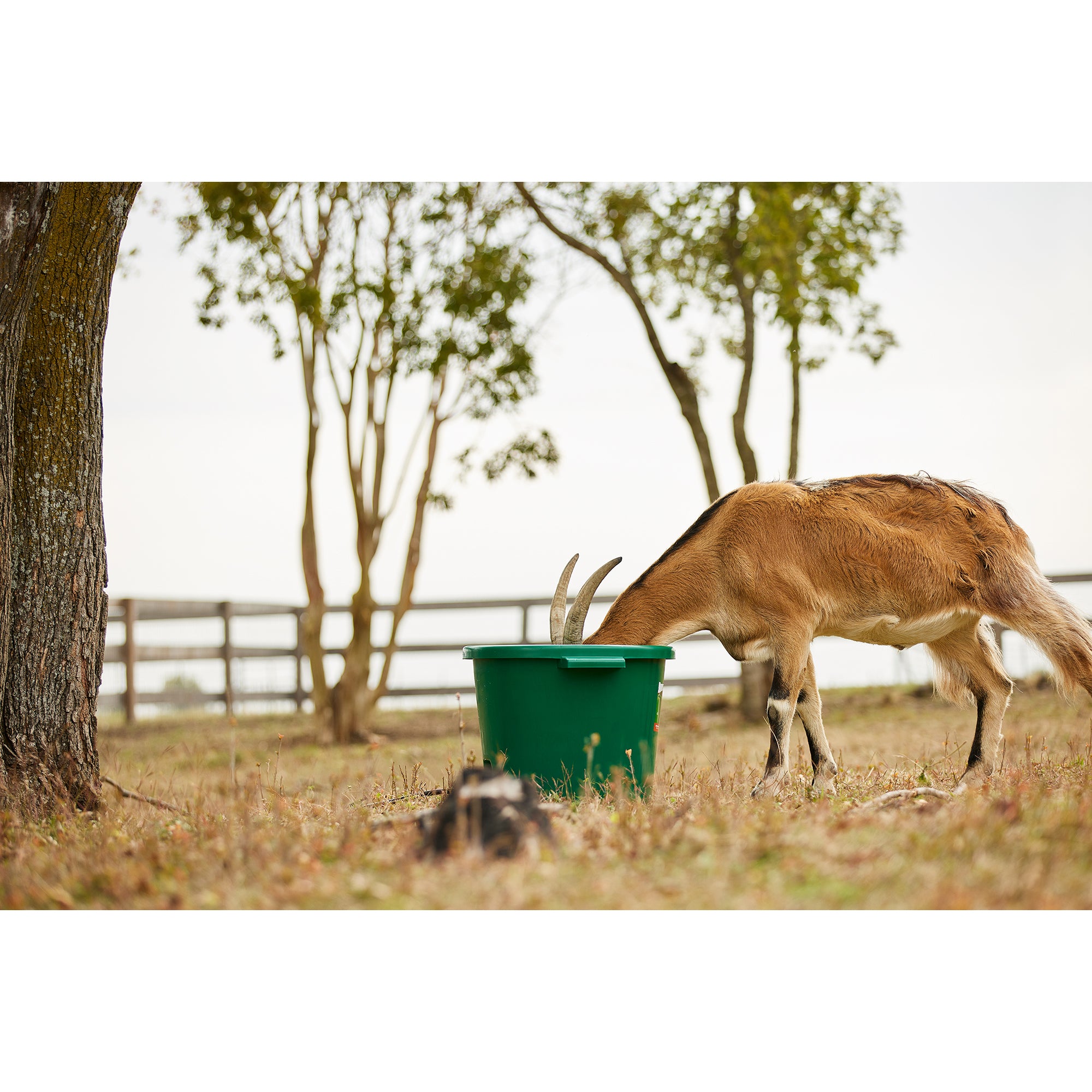 Farm Innovators Heated Bucket, Livestock Water Bowl w/Heating Element, 16 Gallon - Smart-nests