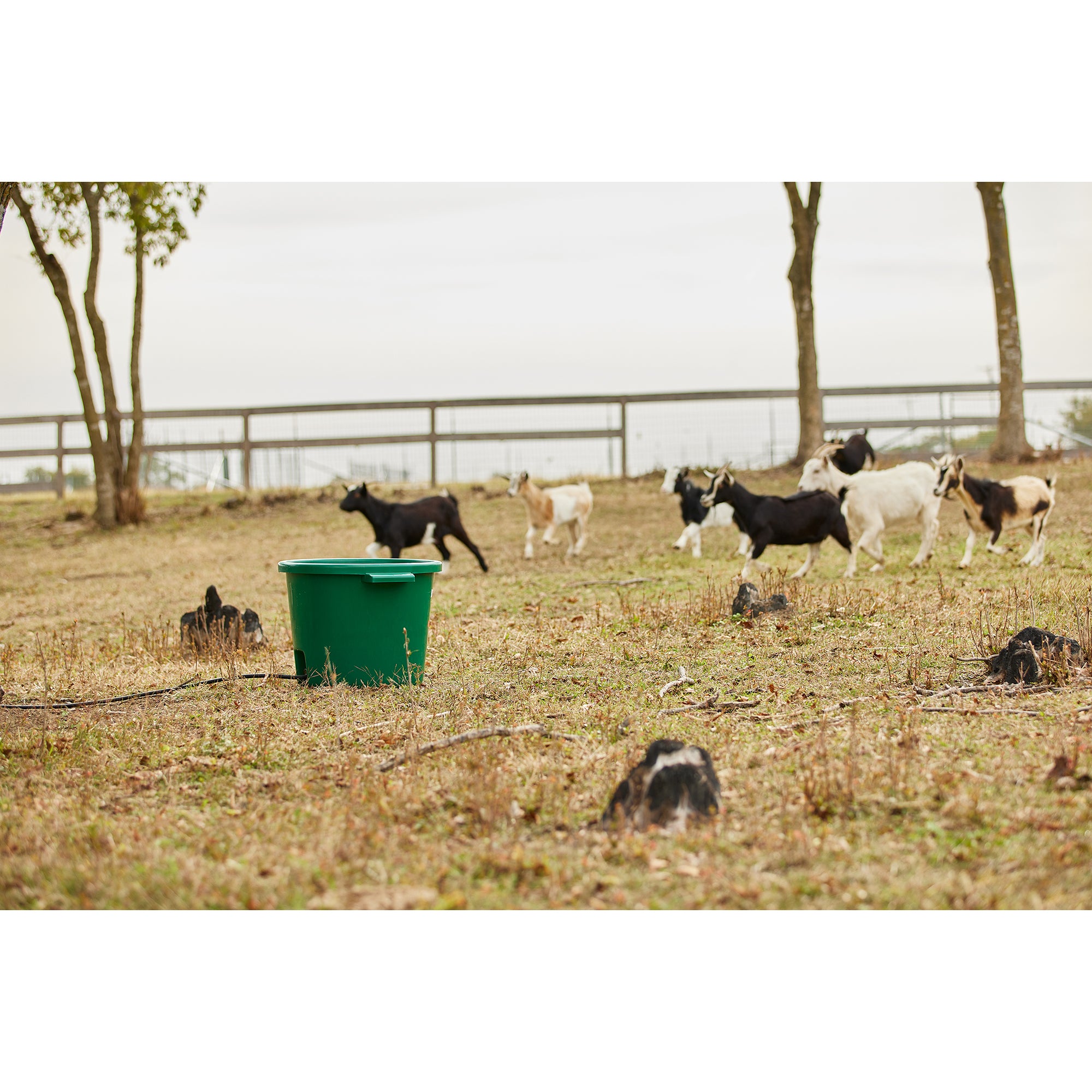 Farm Innovators Heated Bucket, Livestock Water Bowl w/Heating Element, 16 Gallon - Smart-nests