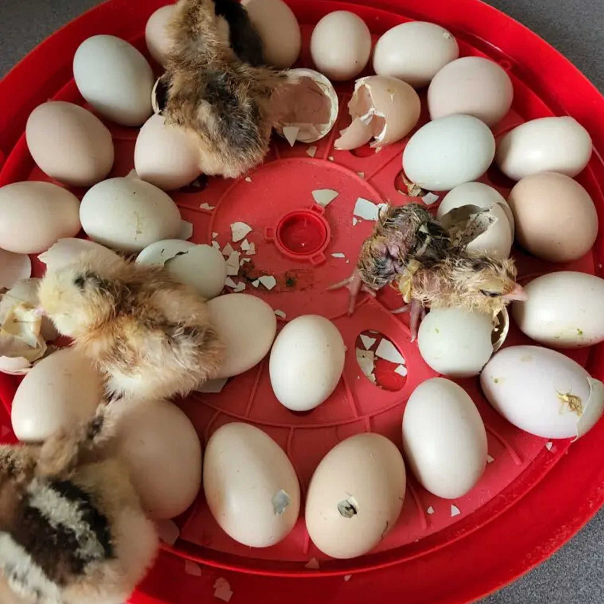 Rugg'EGG' Ranch 30 Egg Auto Turning Incubator w/Temperature & Humidity Display - Smart-nests