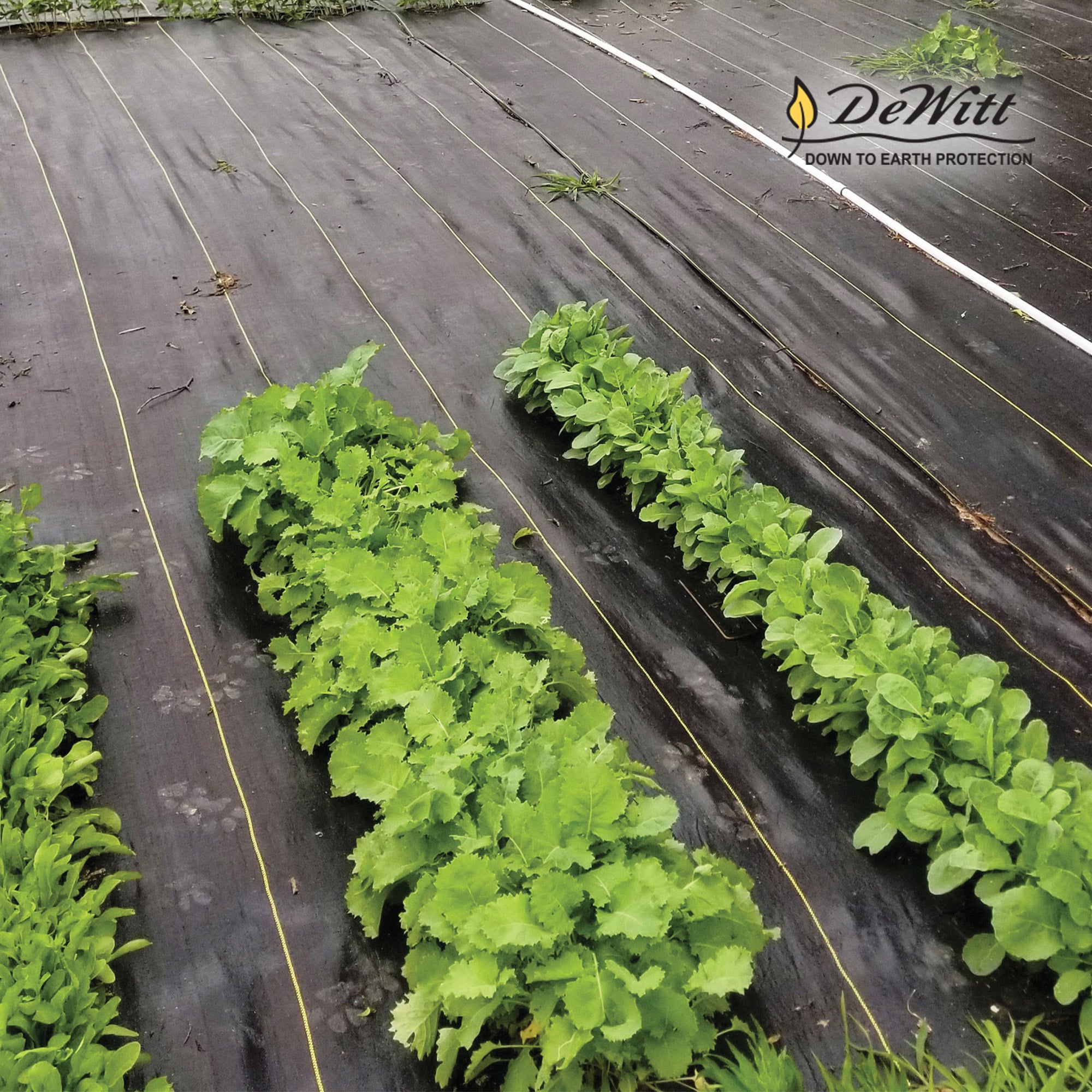 DeWitt Sunbelt 6' Wide Weed Barrier Landscape Fabric Ground Cover, 300' (3 Pack)