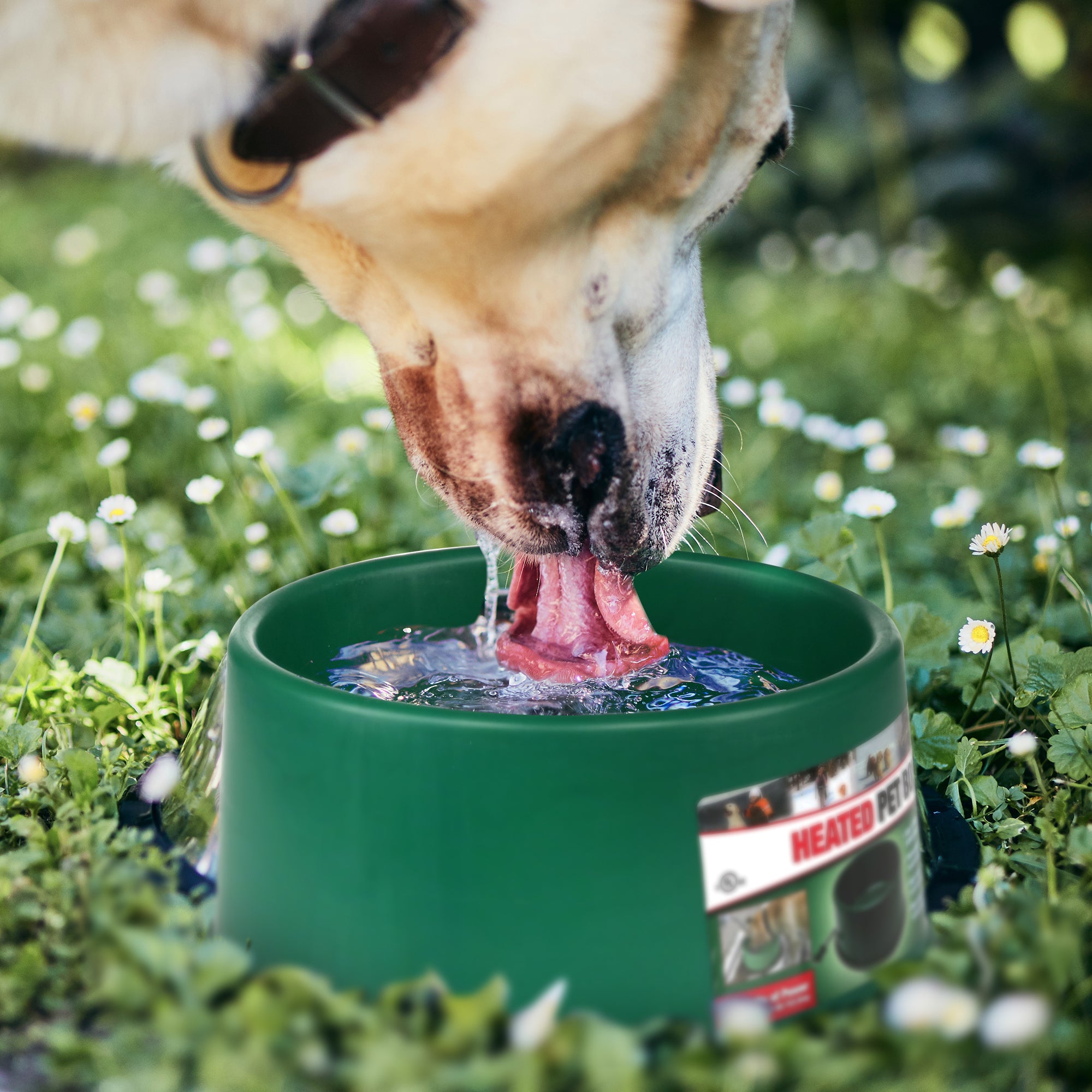 Farm Innovators P-60 1.5 Gallon Electric Heated Pet Water Bowl, 60 Watt, Green - Smart-nests
